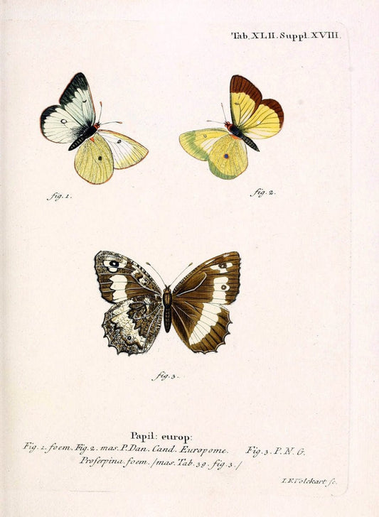 Die Schmetterlinge in Abbildungen nach der Natur. v.1 plates.Leipzig :T.O. Weigel,[1829-1839] |  | Vintage Print Reproduction 472741