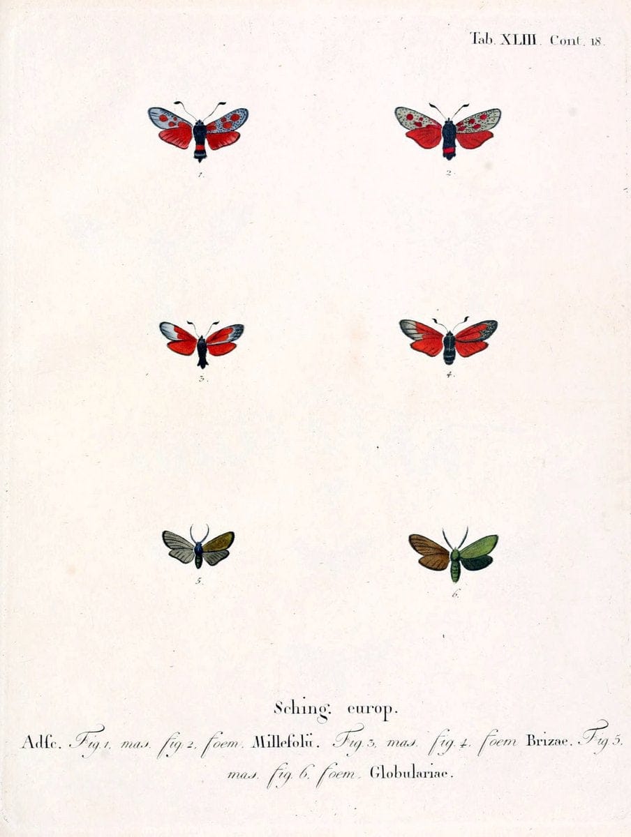 Die Schmetterlinge in Abbildungen nach der Natur /.Leipzig :T.O. Weigel,[1829-1839]. |  | Vintage Print Reproduction 472742