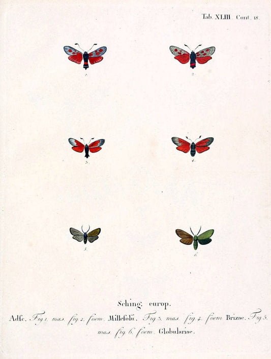 Die Schmetterlinge in Abbildungen nach der Natur /.Leipzig :T.O. Weigel,[1829-1839]. |  | Vintage Print Reproduction 472742