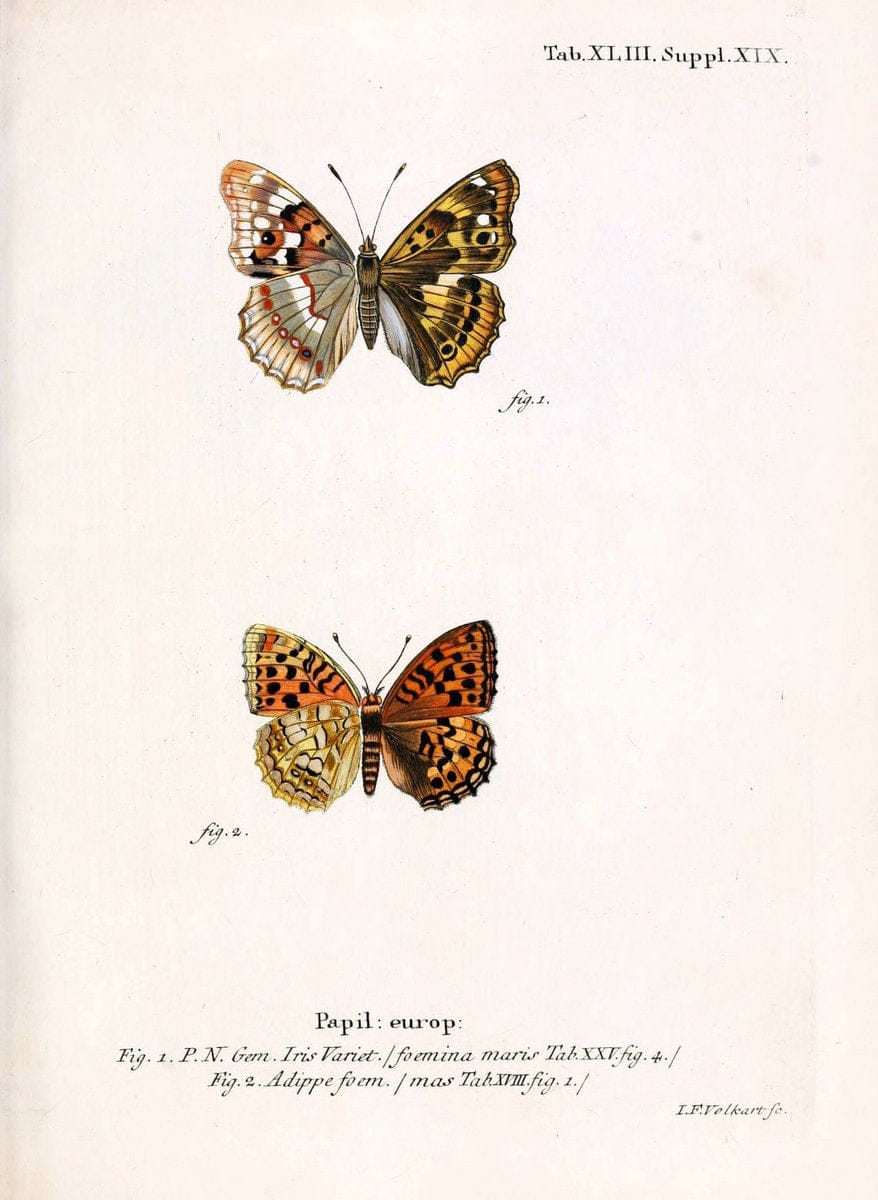 Die Schmetterlinge in Abbildungen nach der Natur. v.1 plates.Leipzig :T.O. Weigel,[1829-1839] |  | Vintage Print Reproduction 472743