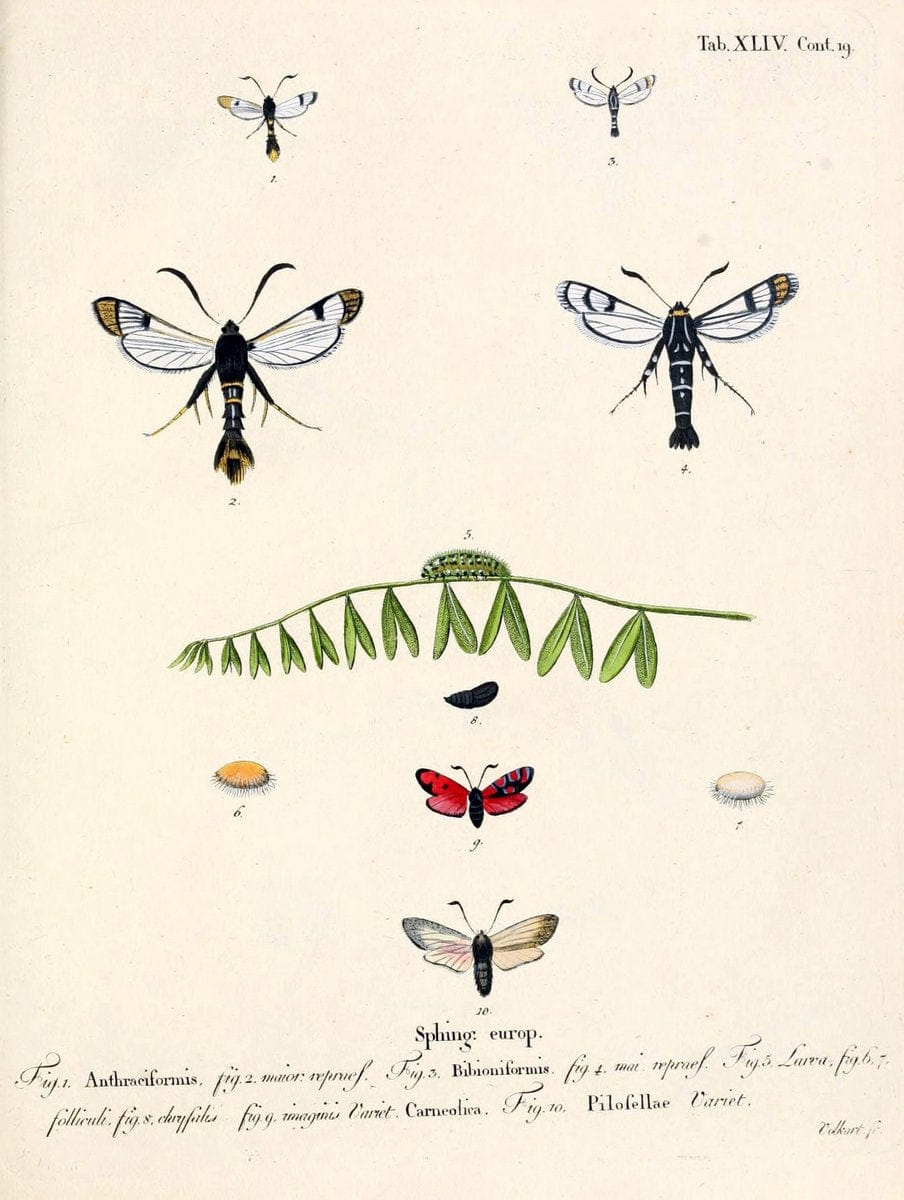 Die Schmetterlinge in Abbildungen nach der Natur /.Leipzig :T.O. Weigel,[1829-1839]. |  | Vintage Print Reproduction 472744