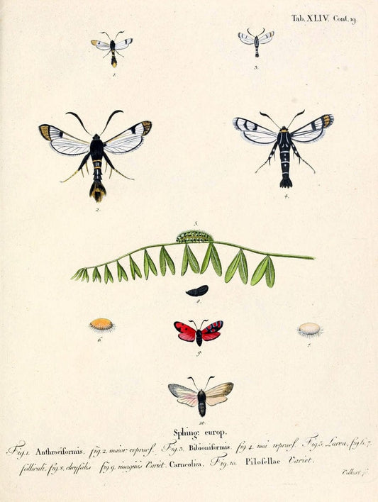 Die Schmetterlinge in Abbildungen nach der Natur /.Leipzig :T.O. Weigel,[1829-1839]. |  | Vintage Print Reproduction 472744
