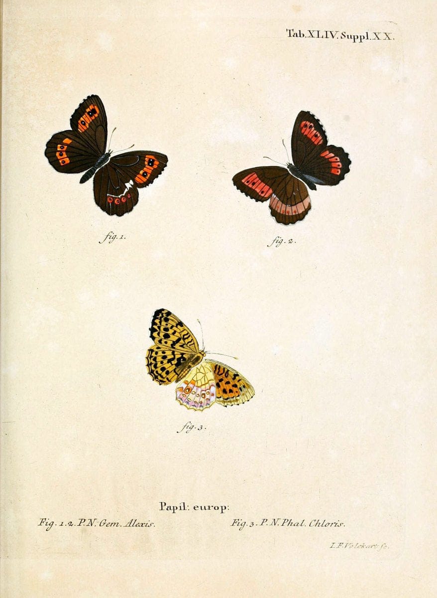 Die Schmetterlinge in Abbildungen nach der Natur. v.1 plates.Leipzig :T.O. Weigel,[1829-1839] |  | Vintage Print Reproduction 472745