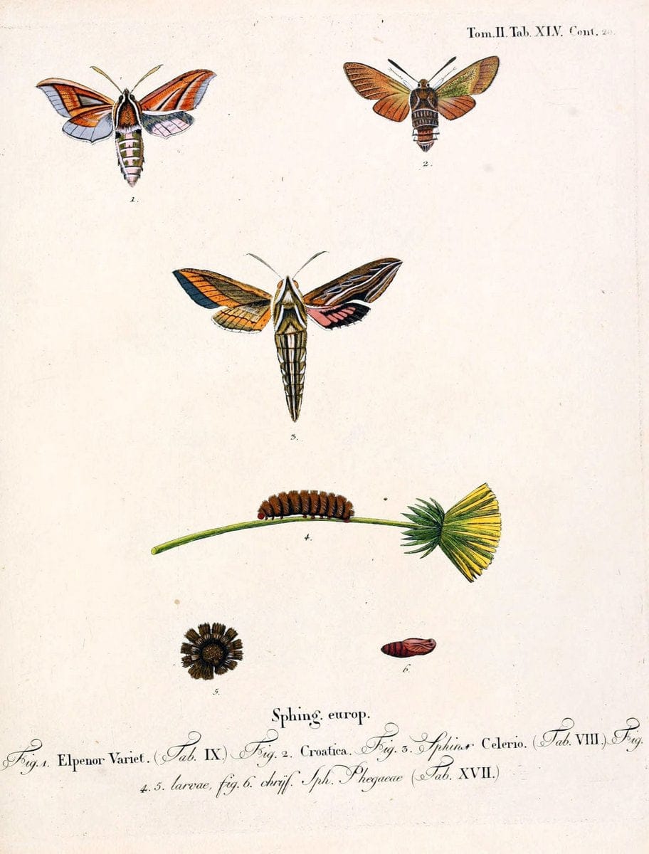 Die Schmetterlinge in Abbildungen nach der Natur /.Leipzig :T.O. Weigel,[1829-1839]. |  | Vintage Print Reproduction 472746