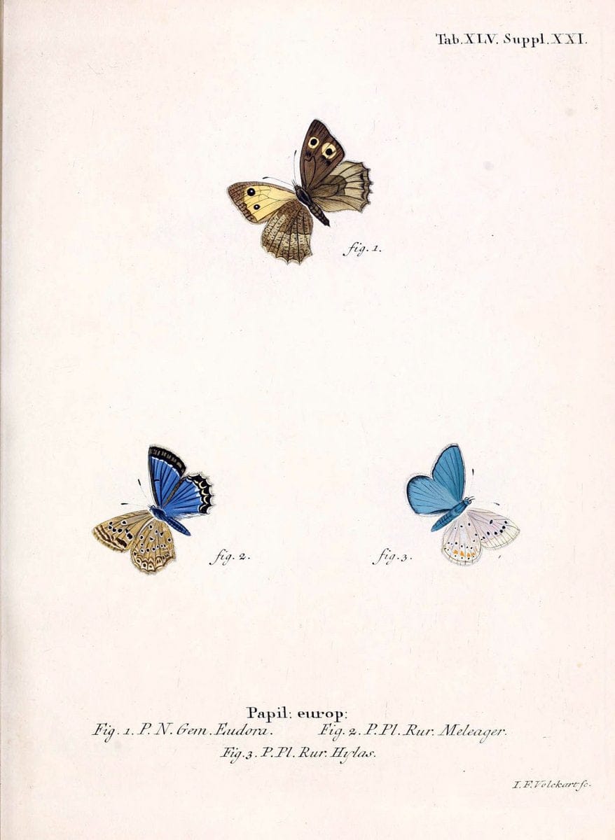Die Schmetterlinge in Abbildungen nach der Natur. v.1 plates.Leipzig :T.O. Weigel,[1829-1839] |  | Vintage Print Reproduction 472747