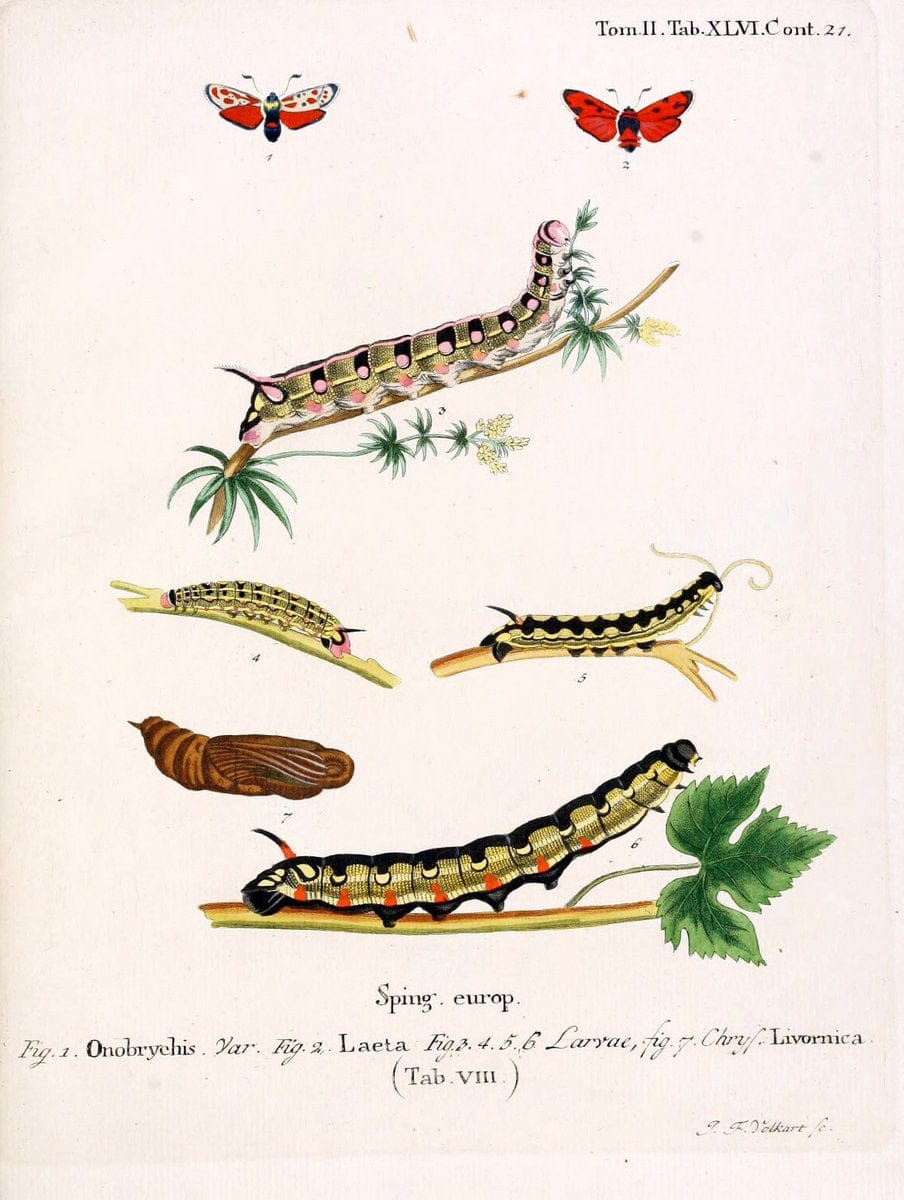 Die Schmetterlinge in Abbildungen nach der Natur /.Leipzig :T.O. Weigel,[1829-1839]. |  | Vintage Print Reproduction 472748