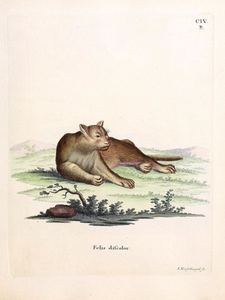 Die SÃ¤ugthiere in Abbildungen nach der Natur /.Erlangen :Expedition des Schreber'schen s | Mammals "Pictorial works"  | Vintage Print Reproduction 472754
