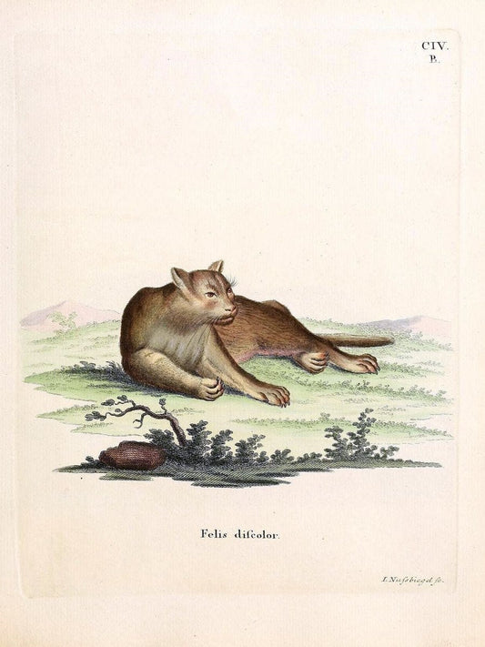 Die SÃ¤ugthiere in Abbildungen nach der Natur /.Erlangen :Expedition des Schreber'schen s | Mammals "Pictorial works"  | Vintage Print Reproduction 472754