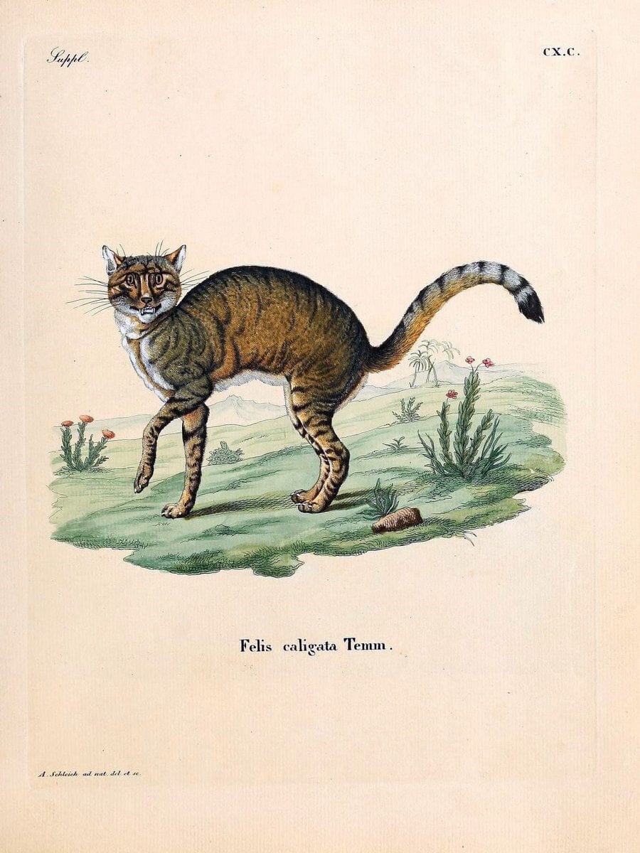 Die SÃ¤ugthiere in Abbildungen nach der Natur /.Erlangen :Expedition des Schreber'schen s | Mammals "Pictorial works"  | Vintage Print Reproduction 472788