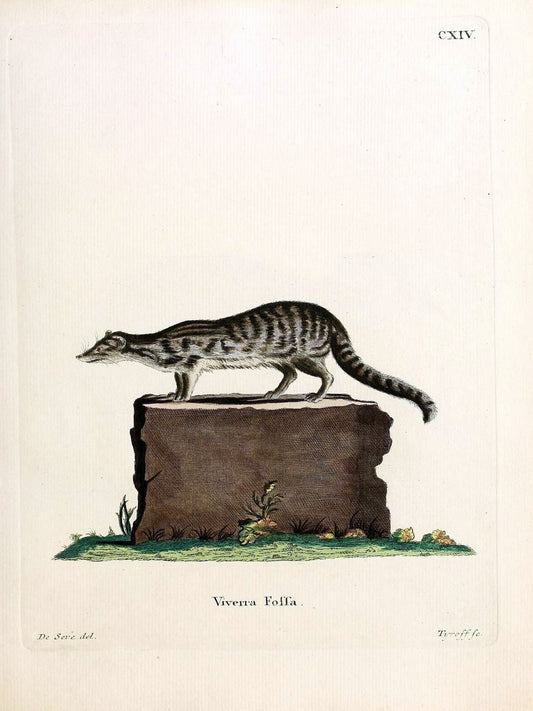 Die SÃ¤ugthiere in Abbildungen nach der Natur /.Erlangen :Expedition des Schreber'schen s | Mammals "Pictorial works"  | Vintage Print Reproduction 472800