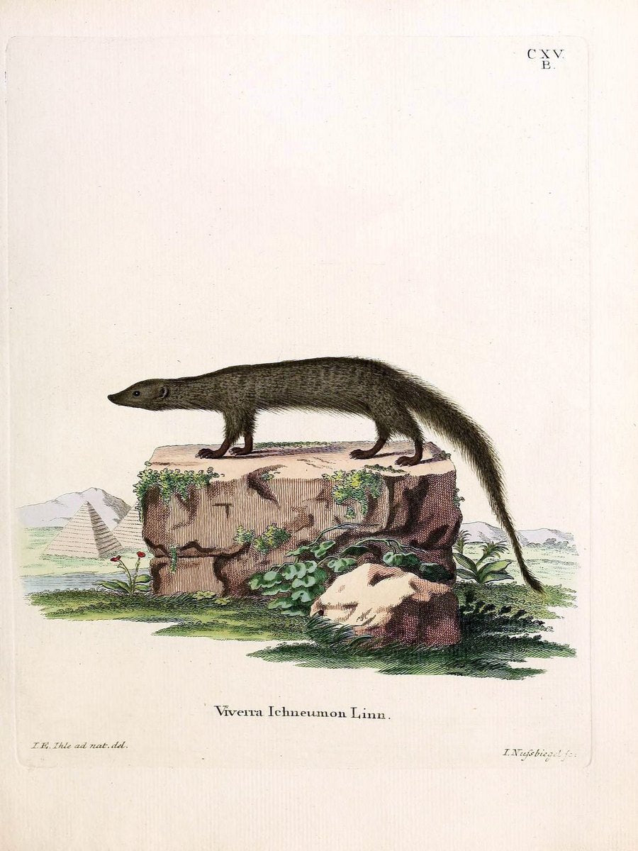 Die SÃ¤ugthiere in Abbildungen nach der Natur /.Erlangen :Expedition des Schreber'schen s | Mammals "Pictorial works"  | Vintage Print Reproduction 472808