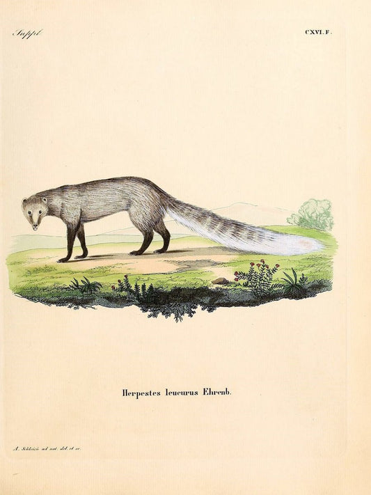 Die SÃ¤ugthiere in Abbildungen nach der Natur /.Erlangen :Expedition des Schreber'schen s | Mammals "Pictorial works"  | Vintage Print Reproduction 472822