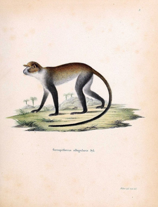 Die SÃ¤ugthiere in Abbildungen nach der Natur /.Erlangen :Expedition des Schreber'schen s | Mammals "Pictorial works"  | Vintage Print Reproduction 472833