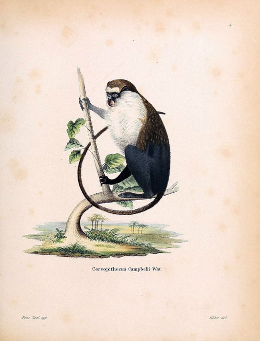 Die SÃ¤ugthiere in Abbildungen nach der Natur /.Erlangen :Expedition des Schreber'schen s | Mammals "Pictorial works"  | Vintage Print Reproduction 472836