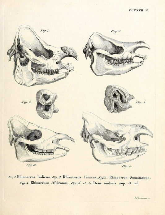 Die SÃ¤ugthiere in Abbildungen nach der Natur /.Erlangen :Expedition des Schreber'schen s | Mammals "Pictorial works"  | Vintage Print Reproduction 472838