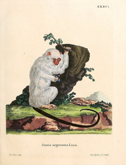 Die SÃ¤ugthiere in Abbildungen nach der Natur /.Erlangen :Expedition des Schreber'schen s | Mammals "Pictorial works"  | Vintage Print Reproduction 472880
