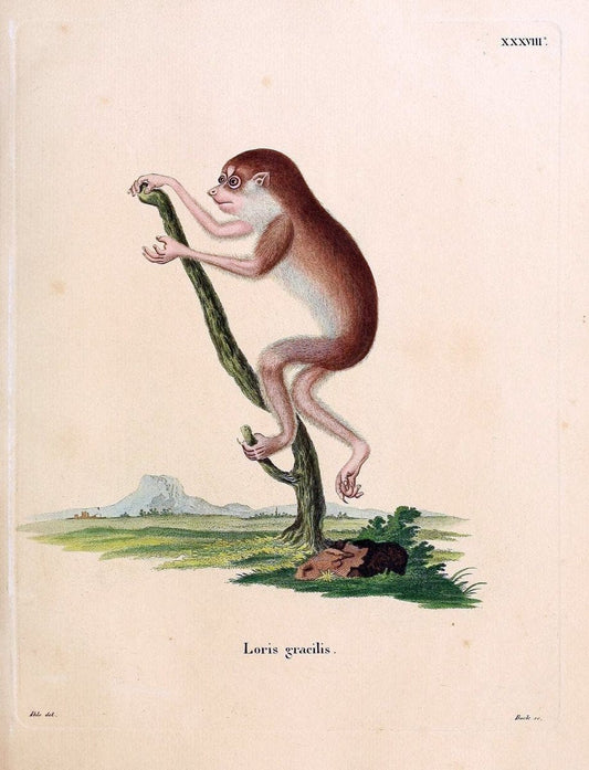 Die SÃ¤ugthiere in Abbildungen nach der Natur /.Erlangen :Expedition des Schreber'schen s | Mammals "Pictorial works"  | Vintage Print Reproduction 472891