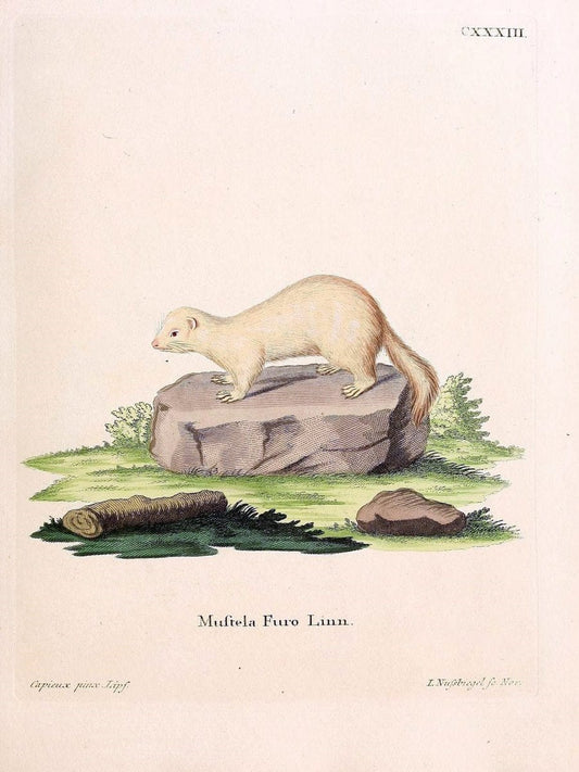 Die SÃ¤ugthiere in Abbildungen nach der Natur /.Erlangen :Expedition des Schreber'schen s | Mammals "Pictorial works"  | Vintage Print Reproduction 472904