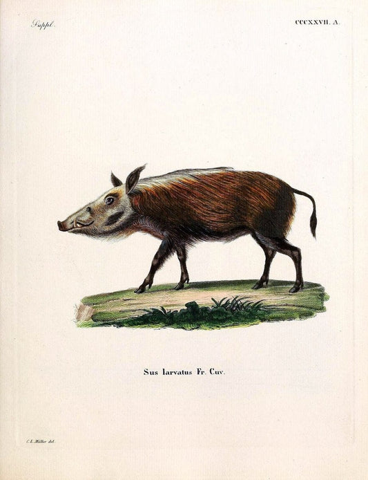 Die SÃ¤ugthiere in Abbildungen nach der Natur /.Erlangen :Expedition des Schreber'schen s | Mammals "Pictorial works"  | Vintage Print Reproduction 472905