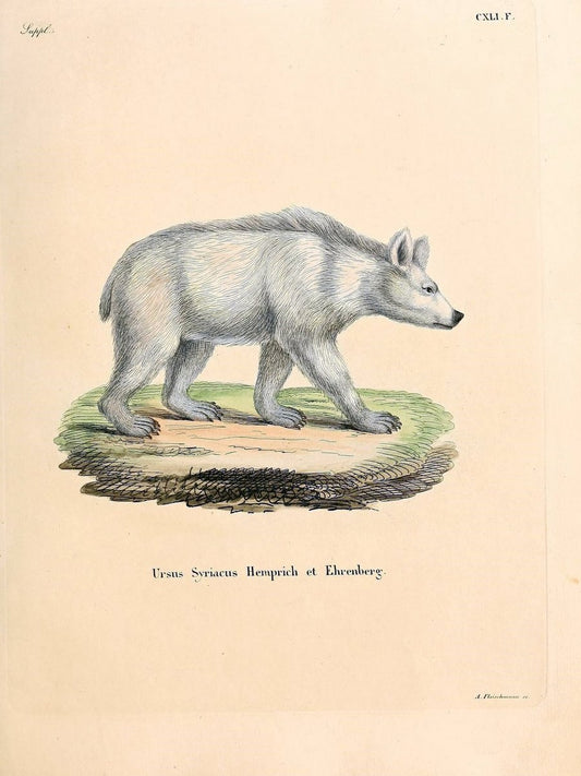 Die SÃ¤ugthiere in Abbildungen nach der Natur /.Erlangen :Expedition des Schreber'schen s | Mammals "Pictorial works"  | Vintage Print Reproduction 472968