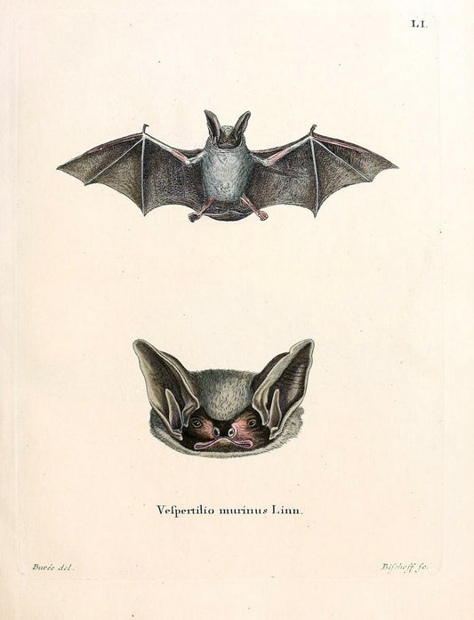 Die SÃ¤ugthiere in Abbildungen nach der Natur /.Erlangen :Expedition des Schreber'schen s | Mammals "Pictorial works"  | Vintage Print Reproduction 472970