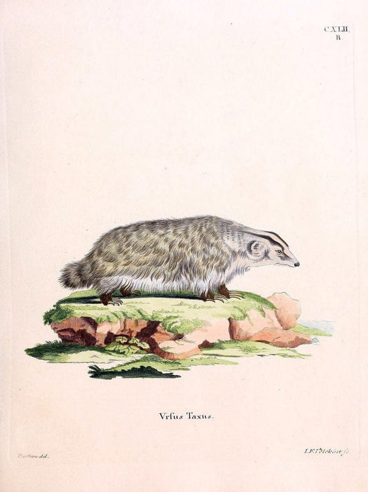 Die SÃ¤ugthiere in Abbildungen nach der Natur /.Erlangen :Expedition des Schreber'schen s | Mammals "Pictorial works"  | Vintage Print Reproduction 472974