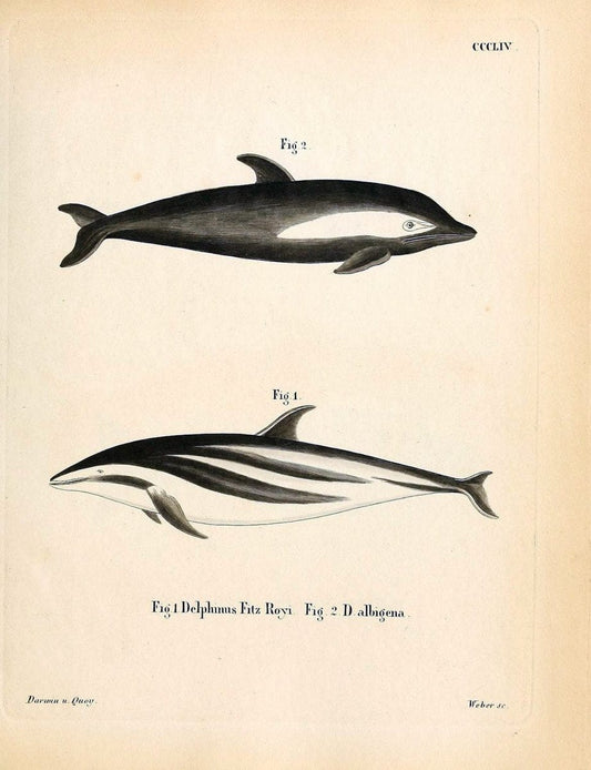 Die SÃ¤ugthiere in Abbildungen nach der Natur /.Erlangen :Expedition des Schreber'schen s | Mammals "Pictorial works"  | Vintage Print Reproduction 473001