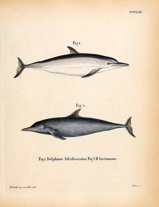 Die SÃ¤ugthiere in Abbildungen nach der Natur /.Erlangen :Expedition des Schreber'schen s | Mammals "Pictorial works"  | Vintage Print Reproduction 473024