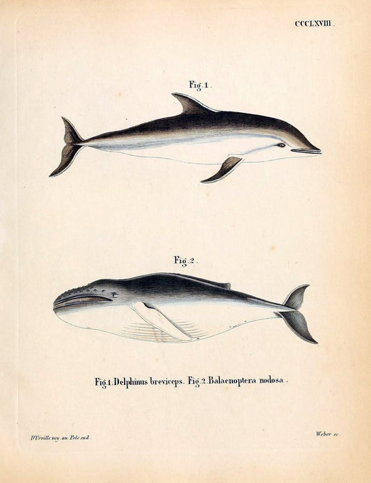 Die SÃ¤ugthiere in Abbildungen nach der Natur /.Erlangen :Expedition des Schreber'schen s | Mammals "Pictorial works"  | Vintage Print Reproduction 473042