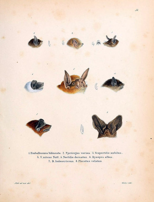 Die SÃ¤ugthiere in Abbildungen nach der Natur /.Erlangen :Expedition des Schreber'schen s | Mammals "Pictorial works"  | Vintage Print Reproduction 473060