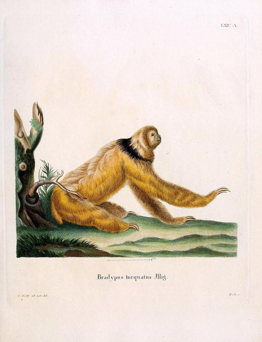 Die SÃ¤ugthiere in Abbildungen nach der Natur /.Erlangen :Expedition des Schreber'schen s | Mammals "Pictorial works"  | Vintage Print Reproduction 473078