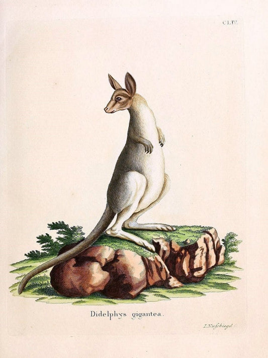 Die SÃ¤ugthiere in Abbildungen nach der Natur /.Erlangen :Expedition des Schreber'schen s | Mammals "Pictorial works"  | Vintage Print Reproduction 473084