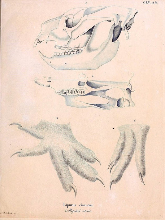 Die SÃ¤ugthiere in Abbildungen nach der Natur /.Erlangen :Expedition des Schreber'schen s | Mammals "Pictorial works"  | Vintage Print Reproduction 473106