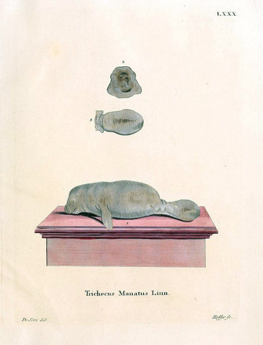 Die SÃ¤ugthiere in Abbildungen nach der Natur /.Erlangen :Expedition des Schreber'schen s | Mammals "Pictorial works"  | Vintage Print Reproduction 473129