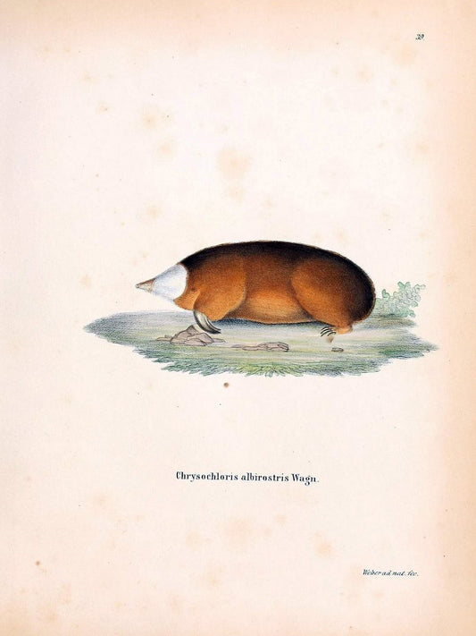 Die SÃ¤ugthiere in Abbildungen nach der Natur /.Erlangen :Expedition des Schreber'schen s | Mammals "Pictorial works"  | Vintage Print Reproduction 473130
