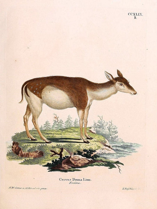 Die SÃ¤ugthiere in Abbildungen nach der Natur /.Erlangen :Expedition des Schreber'schen s | Mammals "Pictorial works"  | Vintage Print Reproduction 473137