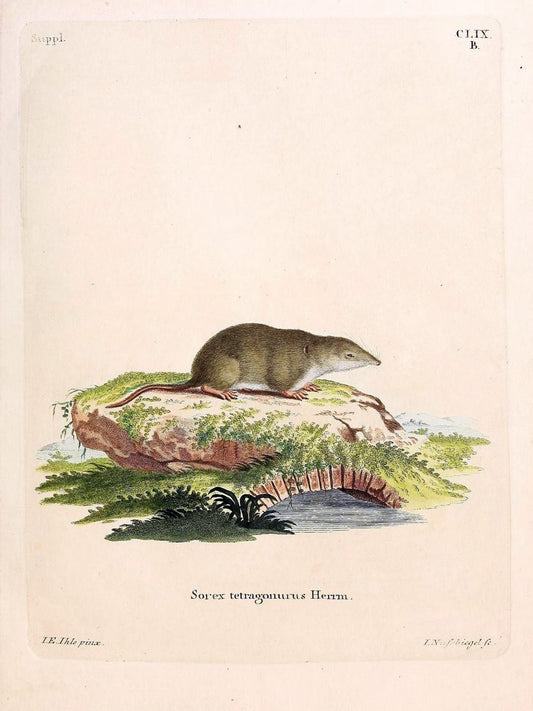 Die SÃ¤ugthiere in Abbildungen nach der Natur /.Erlangen :Expedition des Schreber'schen s | Mammals "Pictorial works"  | Vintage Print Reproduction 473138