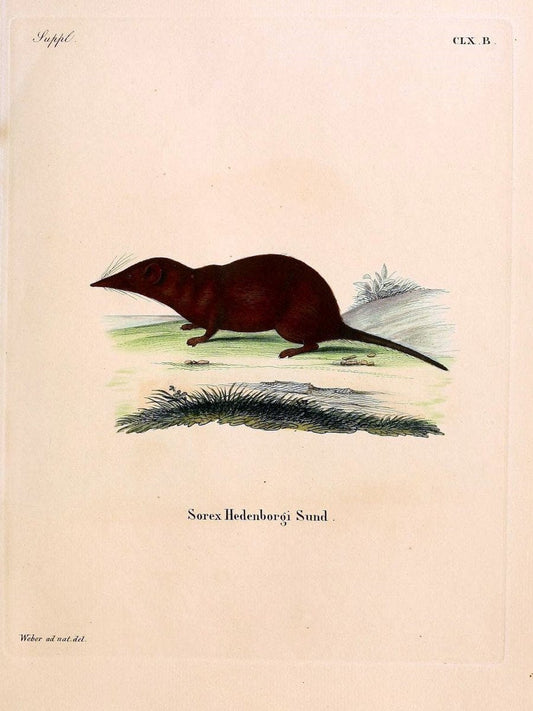 Die SÃ¤ugthiere in Abbildungen nach der Natur /.Erlangen :Expedition des Schreber'schen s | Mammals "Pictorial works"  | Vintage Print Reproduction 473148