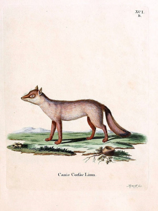 Die SÃ¤ugthiere in Abbildungen nach der Natur /.Erlangen :Expedition des Schreber'schen s | Mammals "Pictorial works"  | Vintage Print Reproduction 473155
