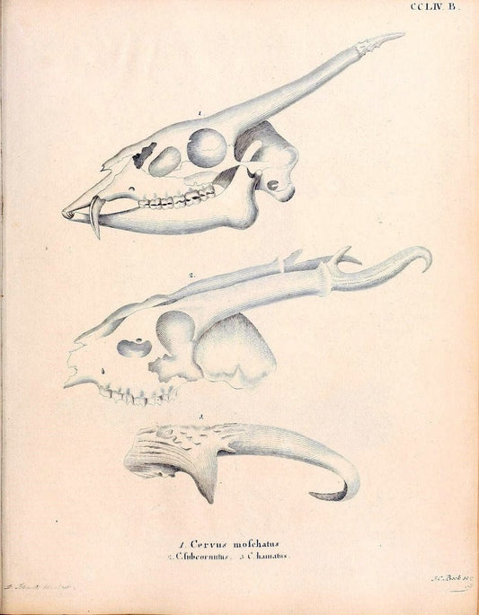 Die SÃ¤ugthiere in Abbildungen nach der Natur /.Erlangen :Expedition des Schreber'schen s | Mammals "Pictorial works"  | Vintage Print Reproduction 473161