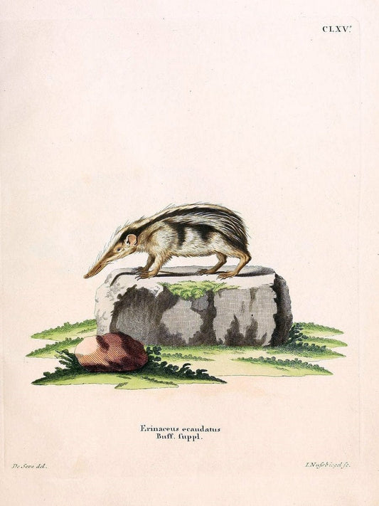 Die SÃ¤ugthiere in Abbildungen nach der Natur /.Erlangen :Expedition des Schreber'schen s | Mammals "Pictorial works"  | Vintage Print Reproduction 473164