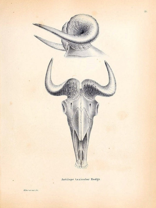 Die SÃ¤ugthiere in Abbildungen nach der Natur /.Erlangen :Expedition des Schreber'schen s | Mammals "Pictorial works"  | Vintage Print Reproduction 473212