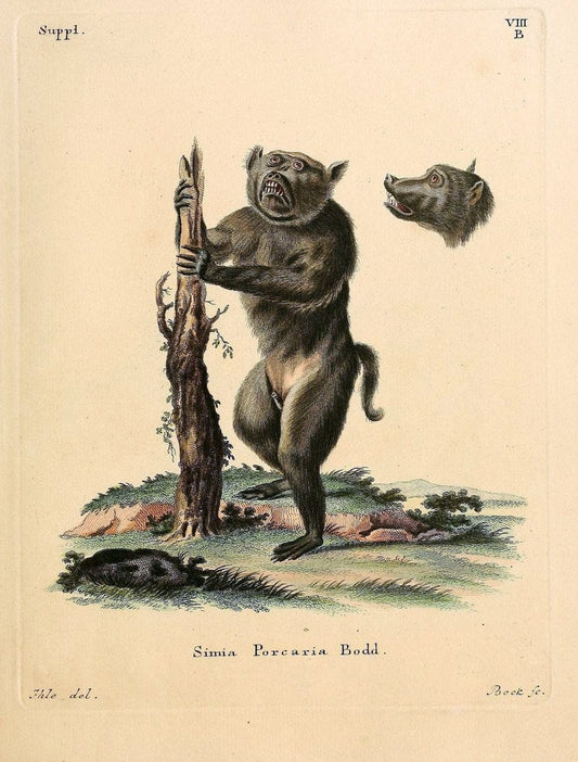 Die SÃ¤ugthiere in Abbildungen nach der Natur /.Erlangen :Expedition des Schreber'schen s | Mammals "Pictorial works"  | Vintage Print Reproduction 473223