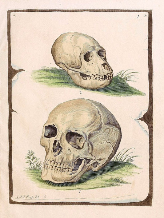 Die SÃ¤ugthiere in Abbildungen nach der Natur /.Erlangen :Expedition des Schreber'schen s | Mammals "Pictorial works"  | Vintage Print Reproduction 473243