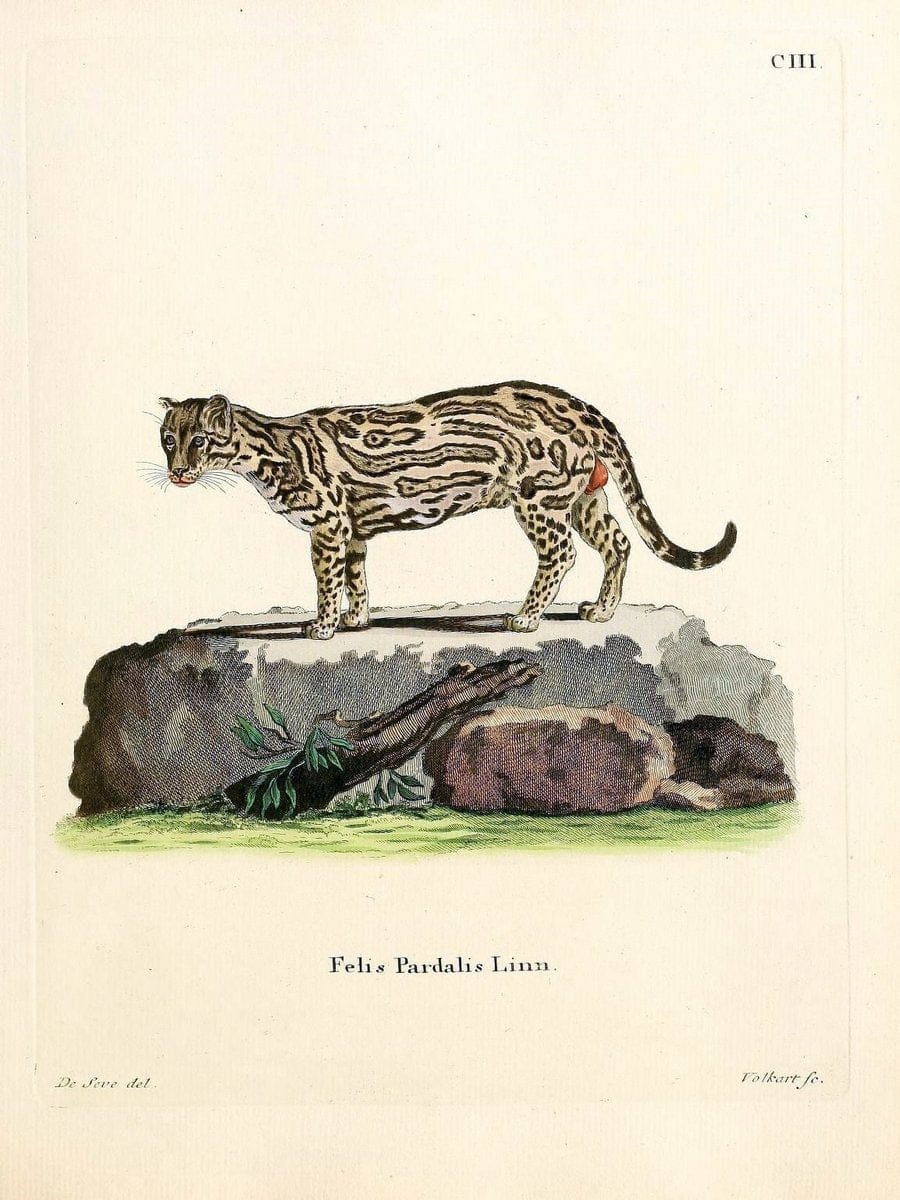 Die SÃ¤ugthiere in Abbildungen nach der Natur /.Erlangen :Expedition des Schreber'schen s | Mammals "Pictorial works"  | Vintage Print Reproduction 473274