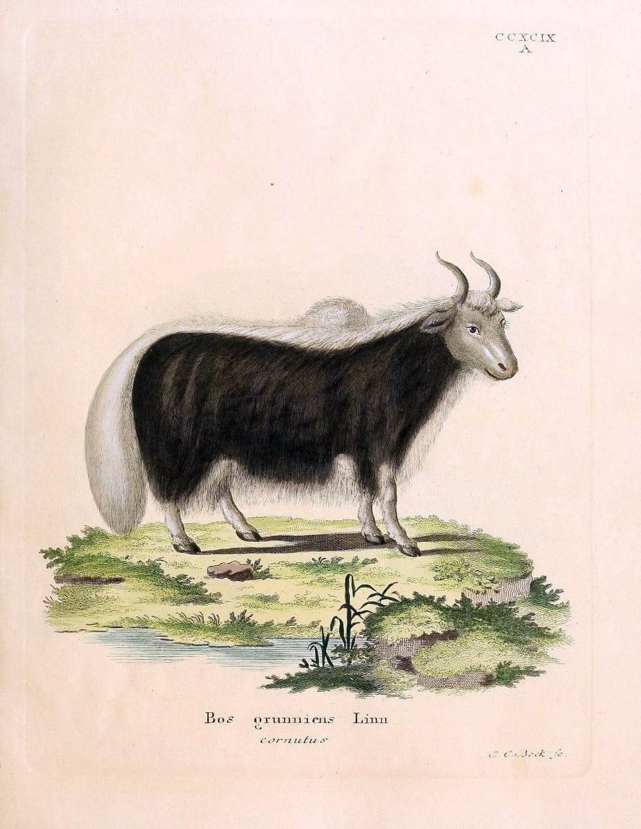 Die SÃ¤ugthiere in Abbildungen nach der Natur /.Erlangen :Expedition des Schreber'schen sÃ¤ugthier- und des Esper'schen Schmetterlingswerkes [etc.,1774]-1846.. |  | Vintage Print Reproduction 473277