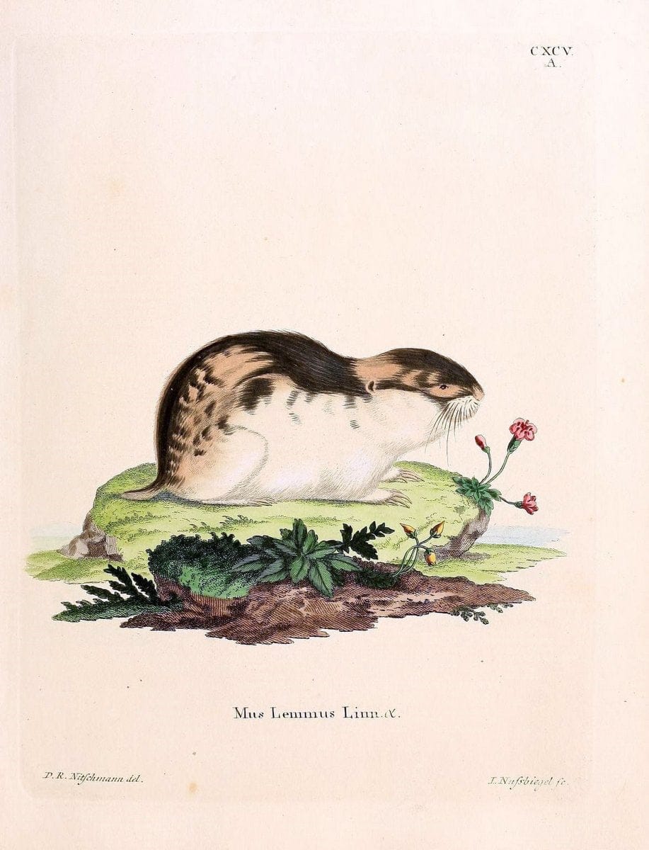 Die SÃ¤ugthiere in Abbildungen nach der Natur /.Erlangen :Expedition des Schreber'schen sÃ¤ugthier- und des Esper'schen Schmetterlingswerkes [etc.,1774]-1846.. |  | Vintage Print Reproduction 473278