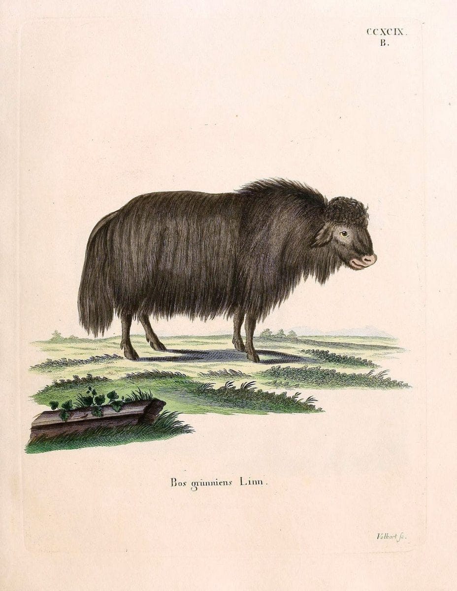 Die SÃ¤ugthiere in Abbildungen nach der Natur /.Erlangen :Expedition des Schreber'schen sÃ¤ugthier- und des Esper'schen Schmetterlingswerkes [etc.,1774]-1846.. |  | Vintage Print Reproduction 473279