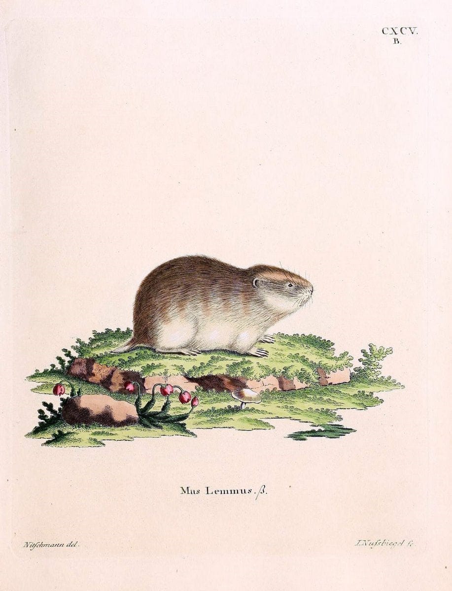 Die SÃ¤ugthiere in Abbildungen nach der Natur /.Erlangen :Expedition des Schreber'schen sÃ¤ugthier- und des Esper'schen Schmetterlingswerkes [etc.,1774]-1846.. |  | Vintage Print Reproduction 473280