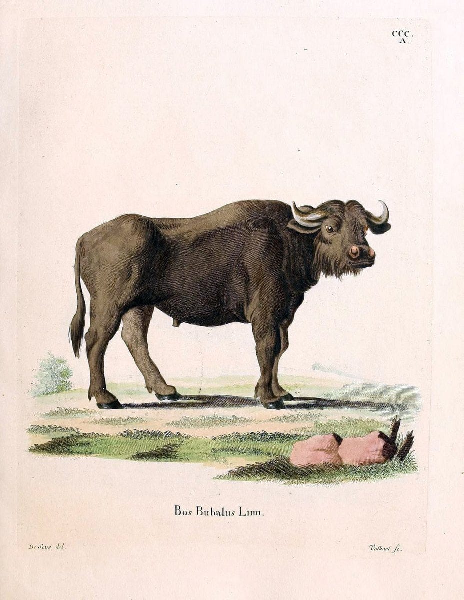 Die SÃ¤ugthiere in Abbildungen nach der Natur /.Erlangen :Expedition des Schreber'schen sÃ¤ugthier- und des Esper'schen Schmetterlingswerkes [etc.,1774]-1846.. |  | Vintage Print Reproduction 473281
